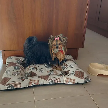 Calma Private Pool By Holidays Villa *